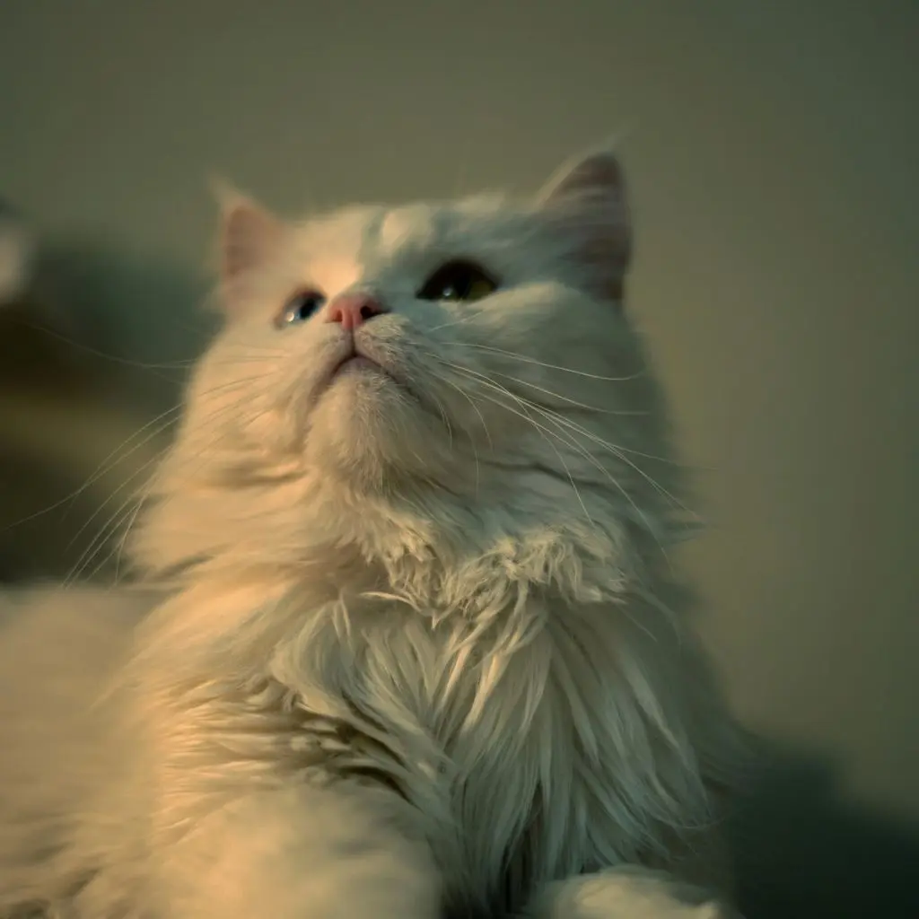 Archie | Persian  | Cats