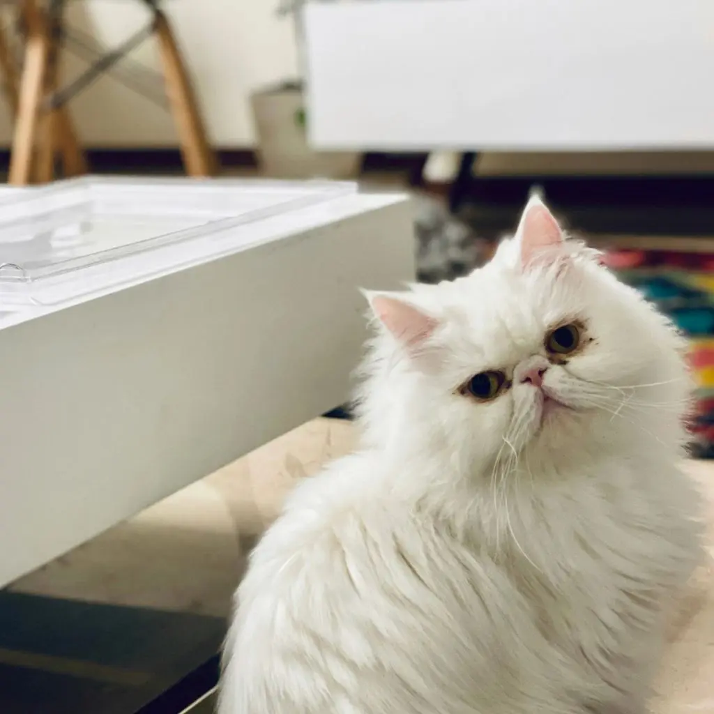 Archie | Persian | Cats - Image 3