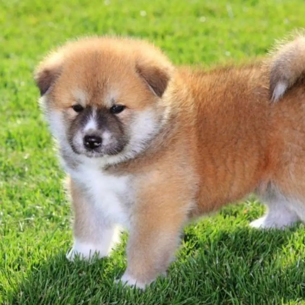 Chicku | Akita | Dogs - Image 4