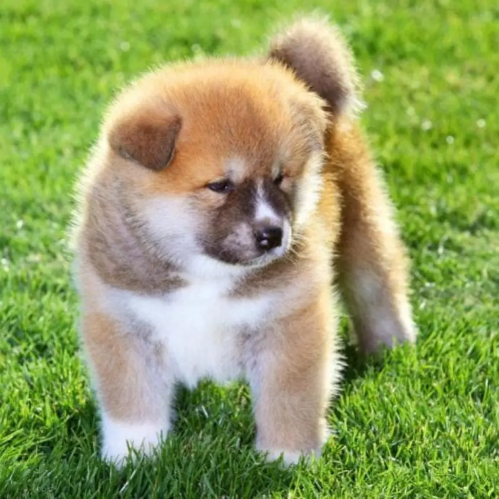 Chicku | Akita | Dogs - Image 3