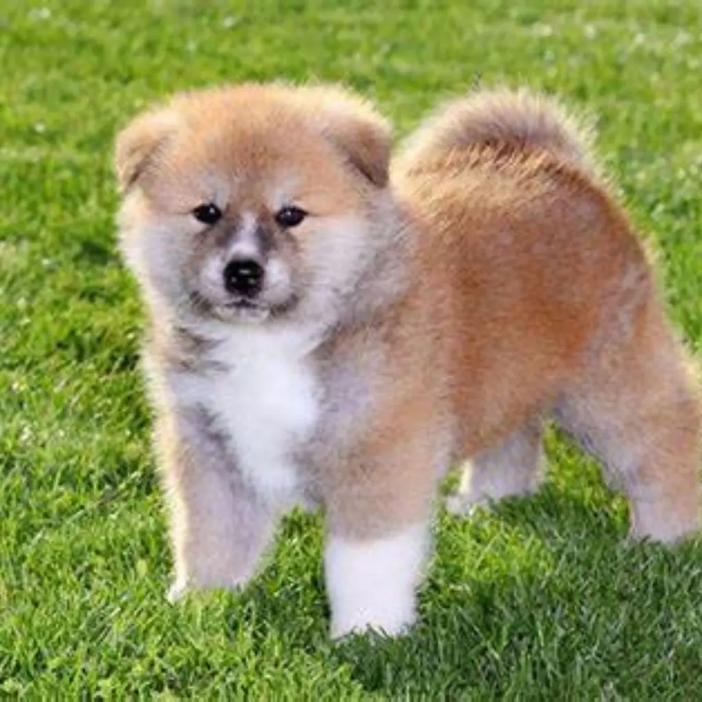 Chicku | Akita | Dogs