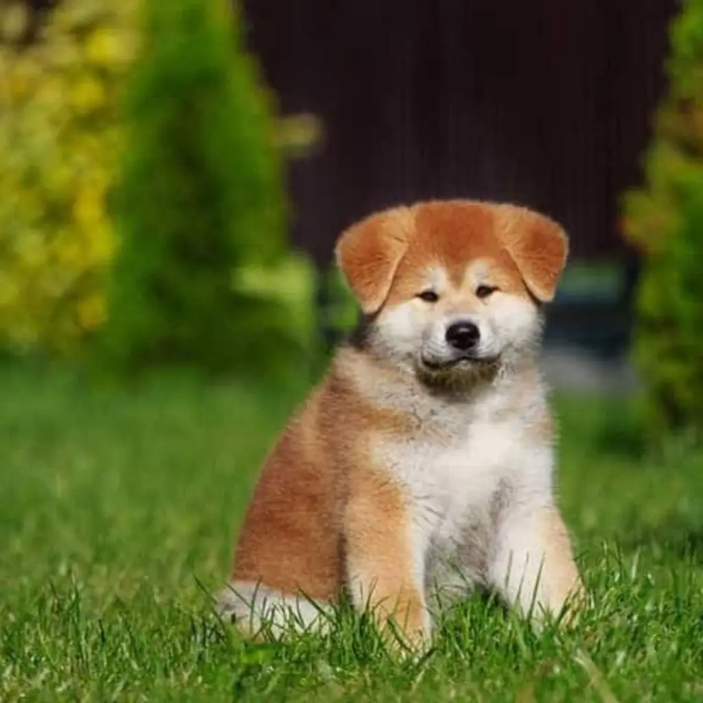 Chicku | Akita | Dogs