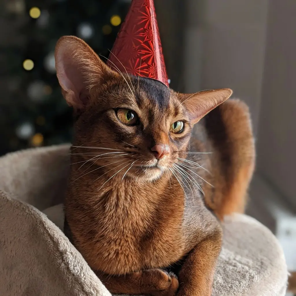 Cookie | Abyssinian | Cats