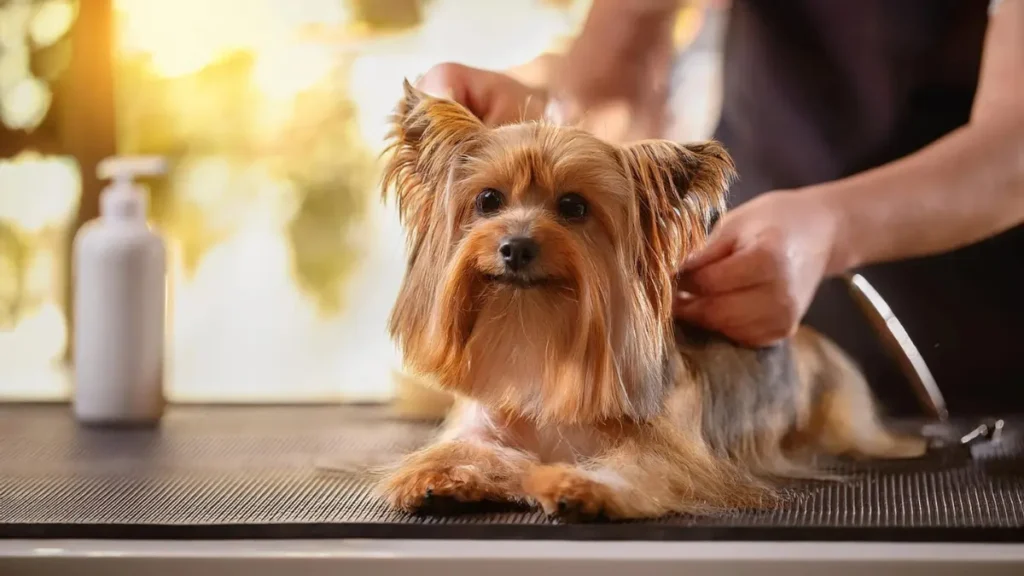 DIY Pet Grooming: How to Keep Your Dog Looking Fabulous at Home
