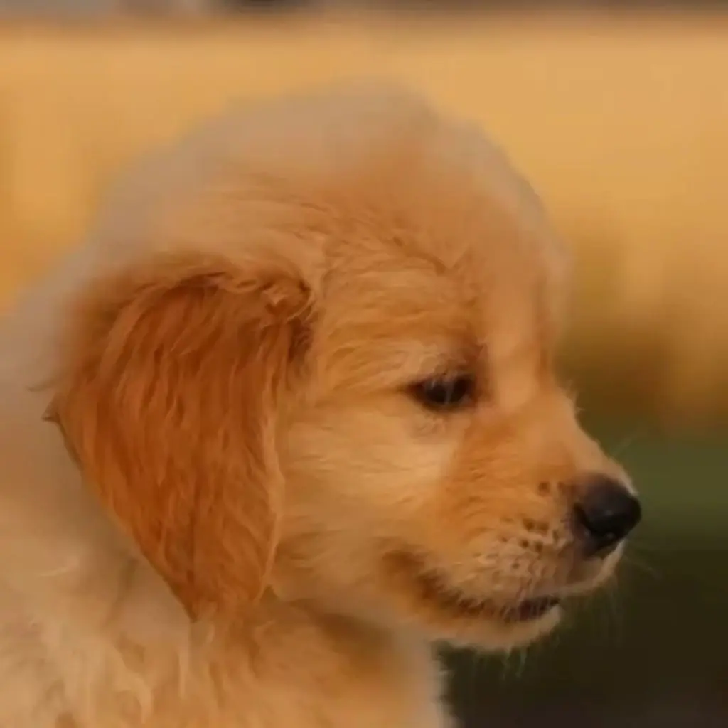 Doodle | Golden Retriever | Dogs - Image 3