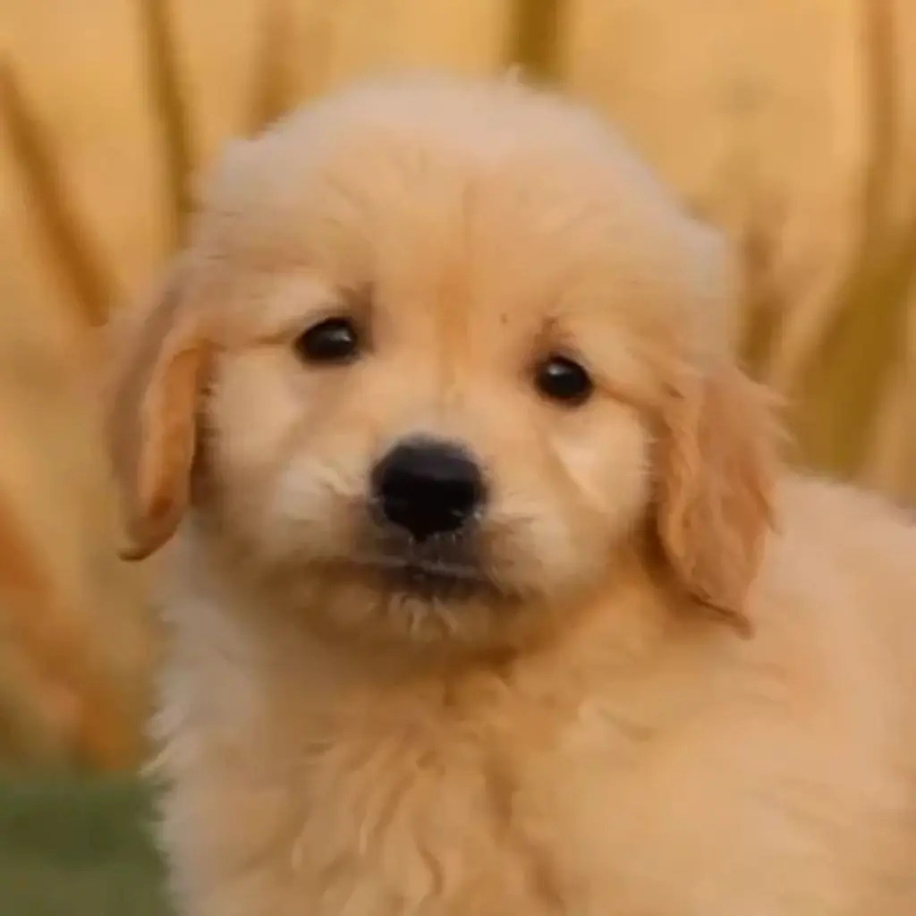 Doodle | Golden Retriever | Dogs - Image 4