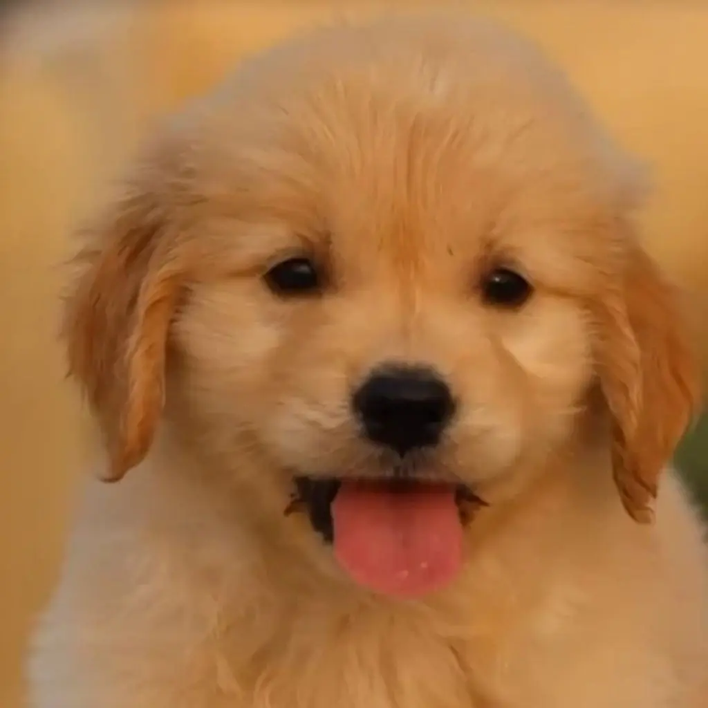 Doodle | Golden Retriever | Dogs