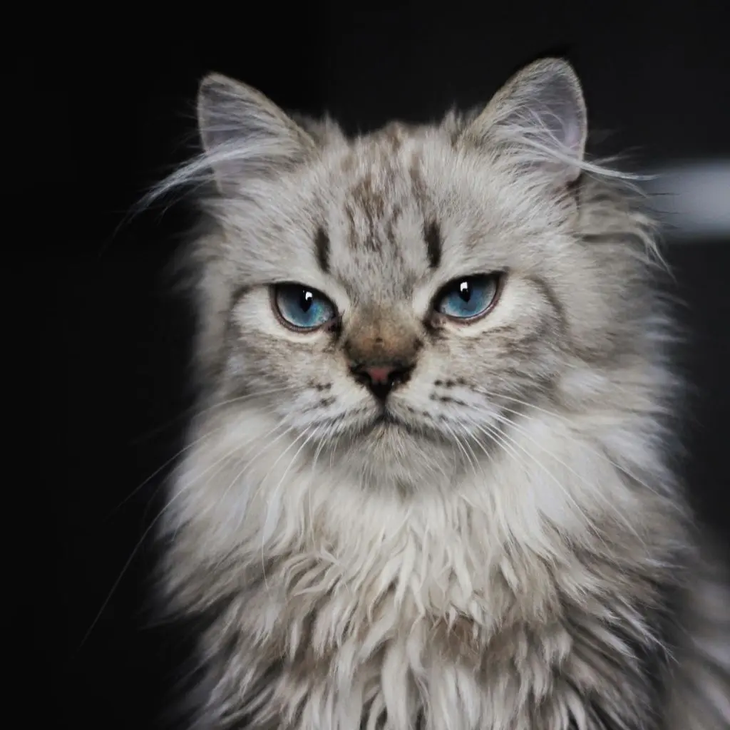 Joey | Maine Coon | Cats