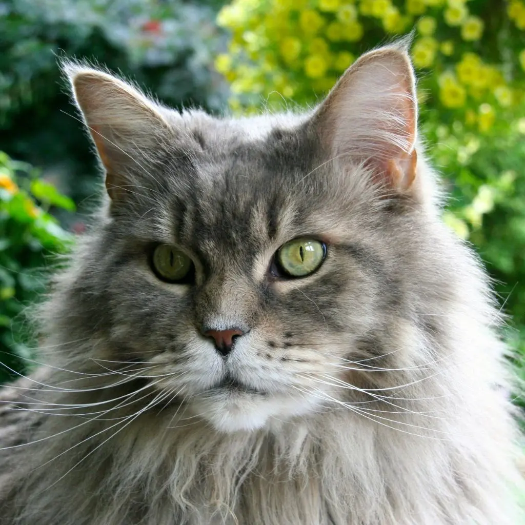 Joey | Maine Coon | Cats