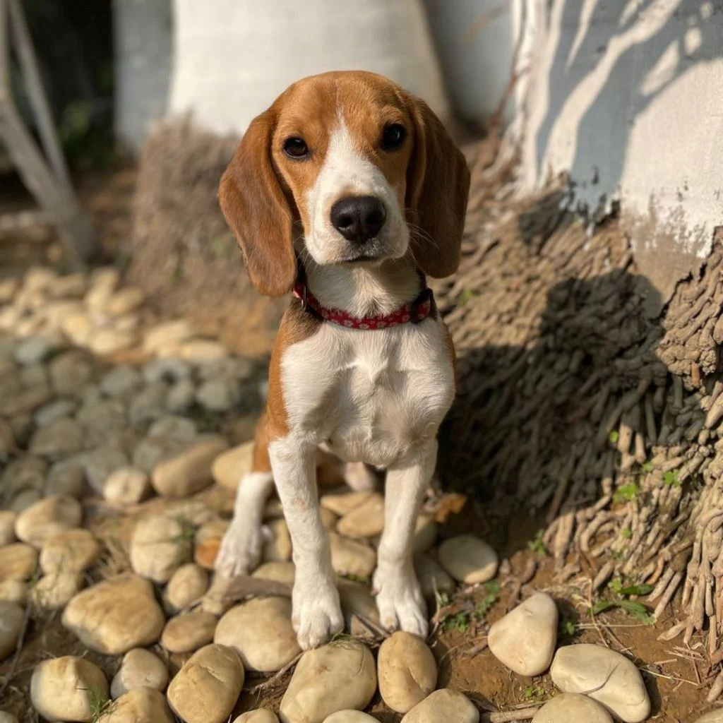 Leo | Beagle | Dogs