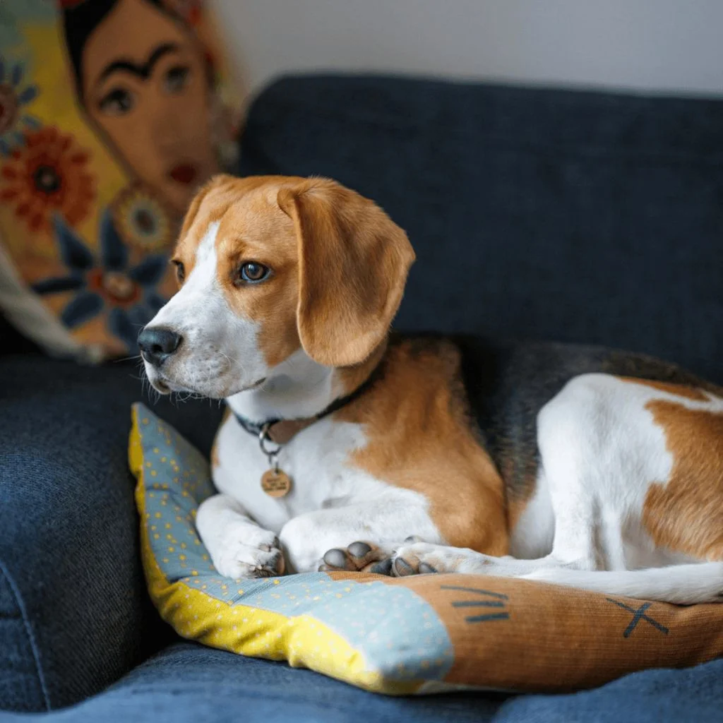 Leo | Beagle | Dogs - Image 3
