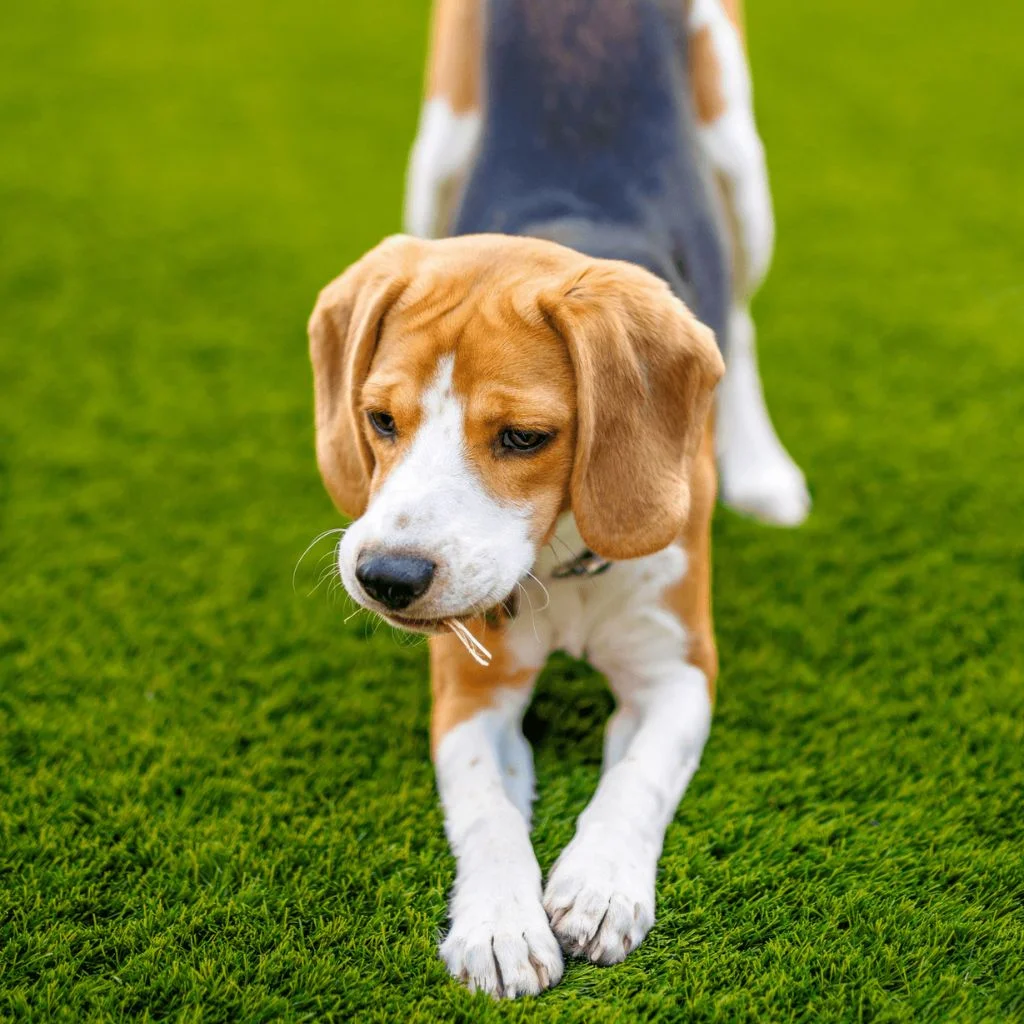 Leo | Beagle | Dogs - Image 4