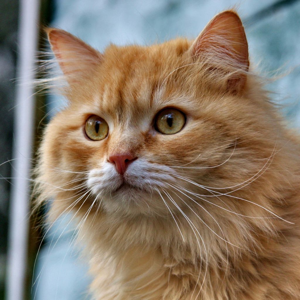 Leo | Persian  | Cats