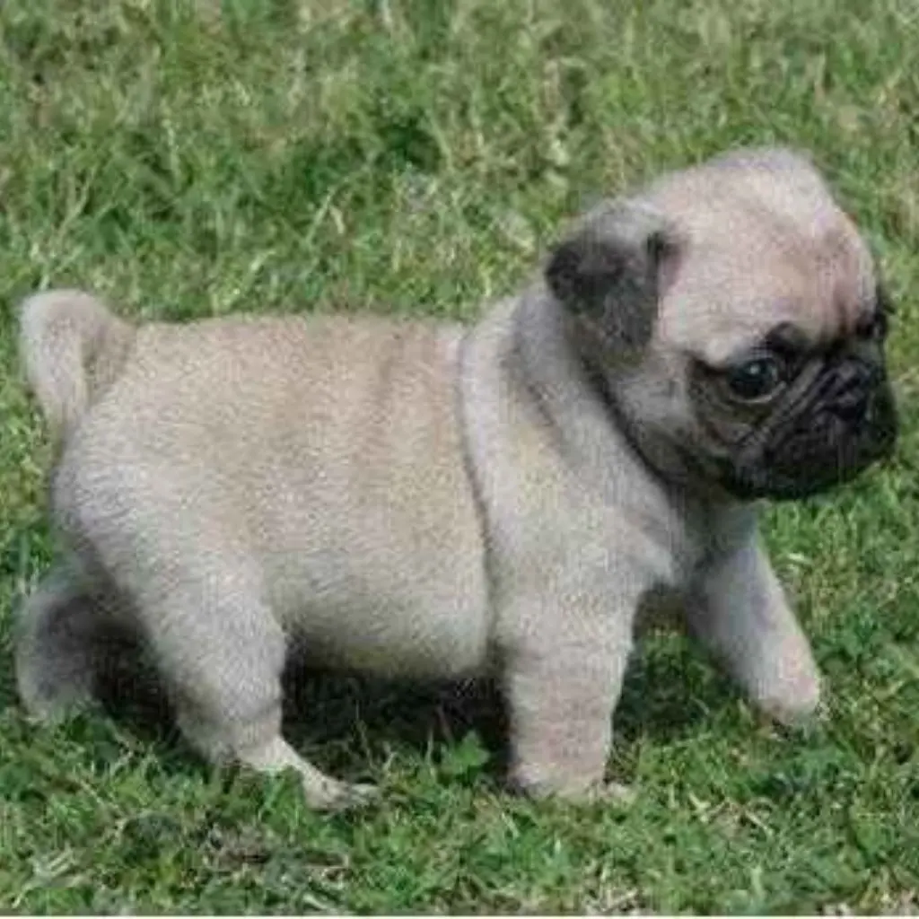 Pumba | Pug | Dogs - Image 4
