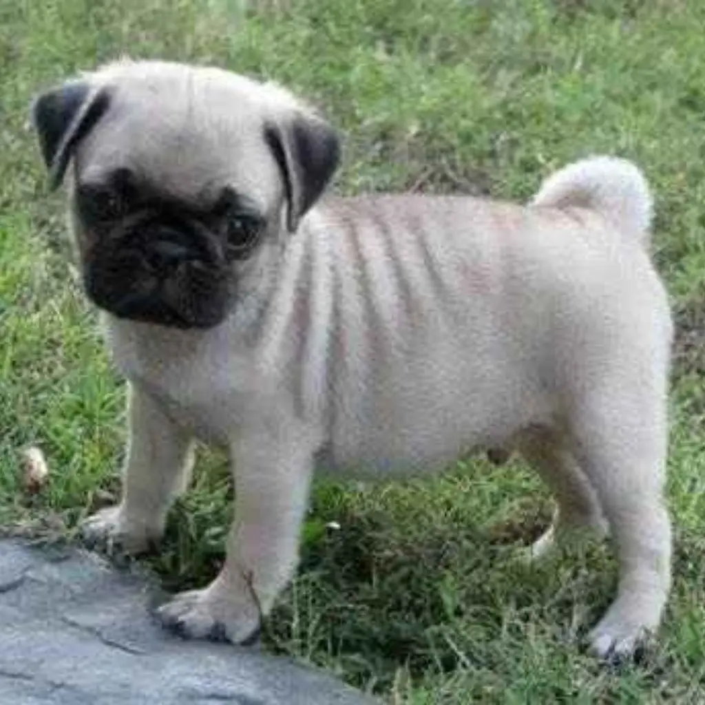 Pumba | Pug | Dogs - Image 3