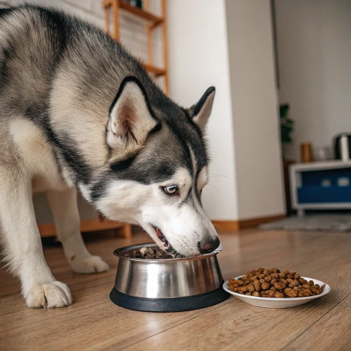 husky-pet-dog-eating