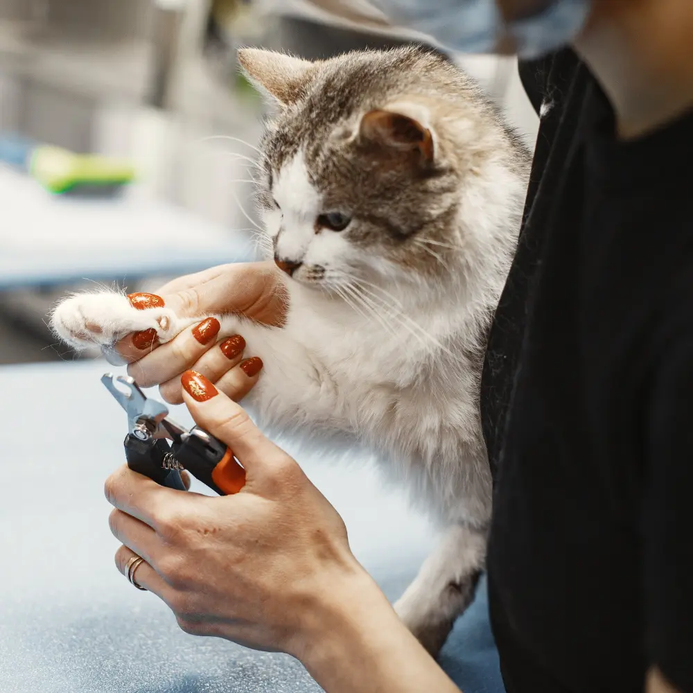 Pet Grooming after hero