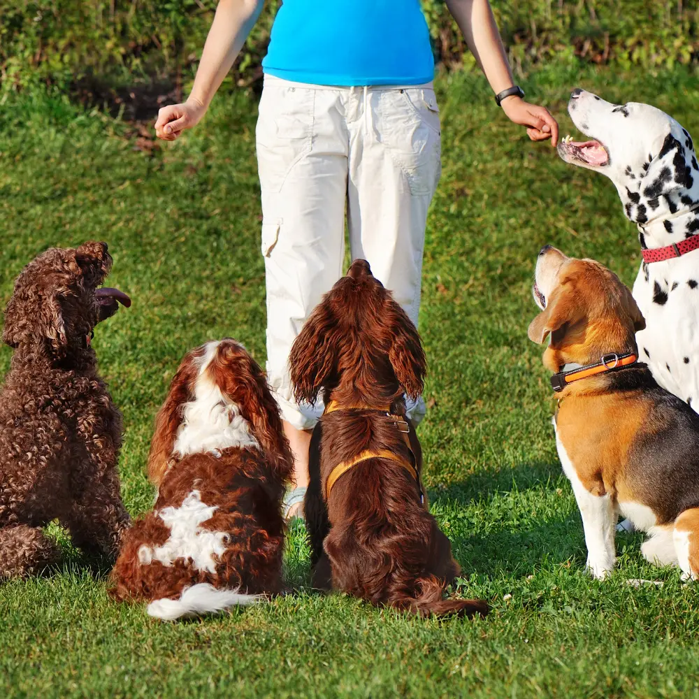 pet training top after hero