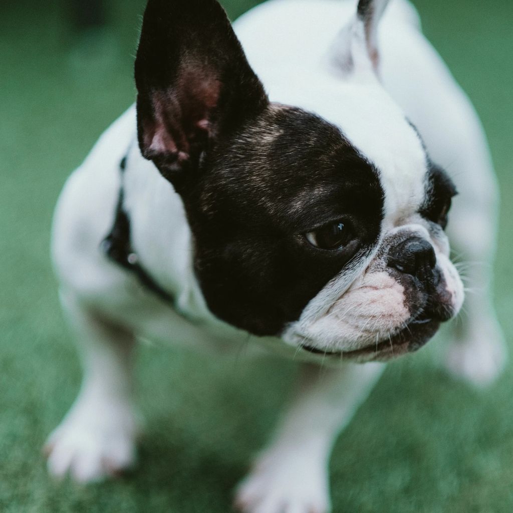 furrvy Barfi | Bulldog | Dogs