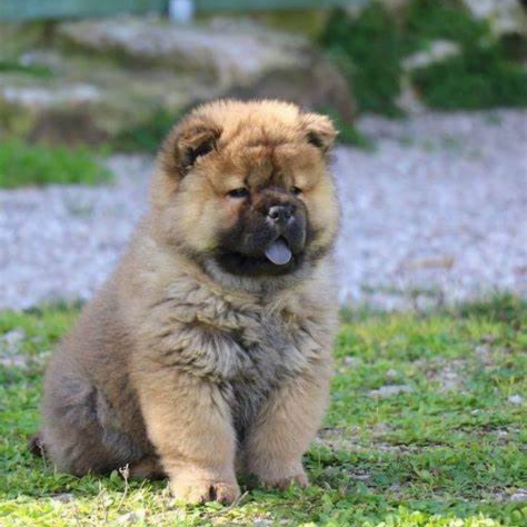 furrvy Chinu | Chow Chow | Dogs