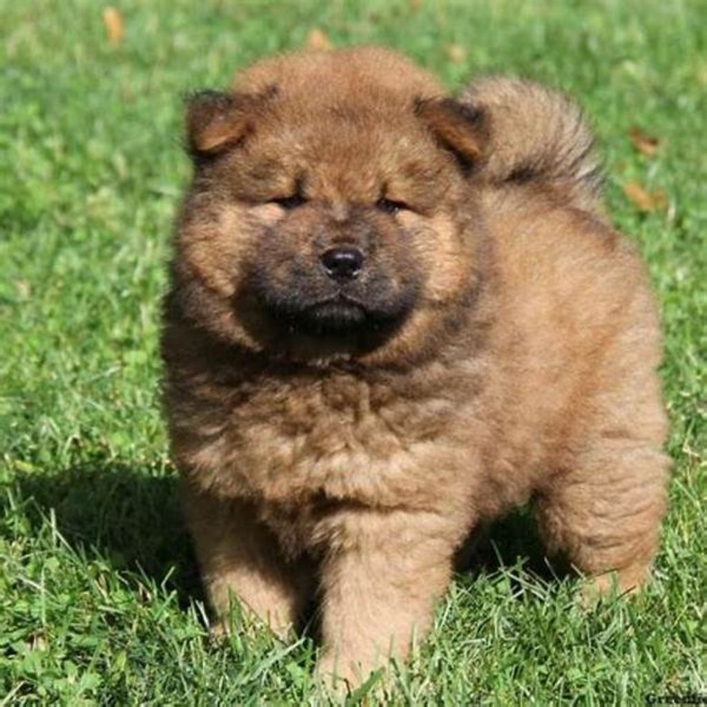 furrvy Chinu | Chow Chow | Dogs