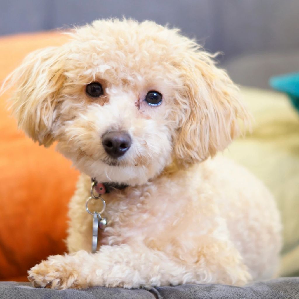 furrvy Dollar | Poodle | Dogs | Sold Out