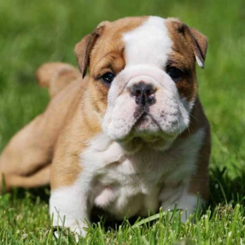 Jack | Bulldog | Dog