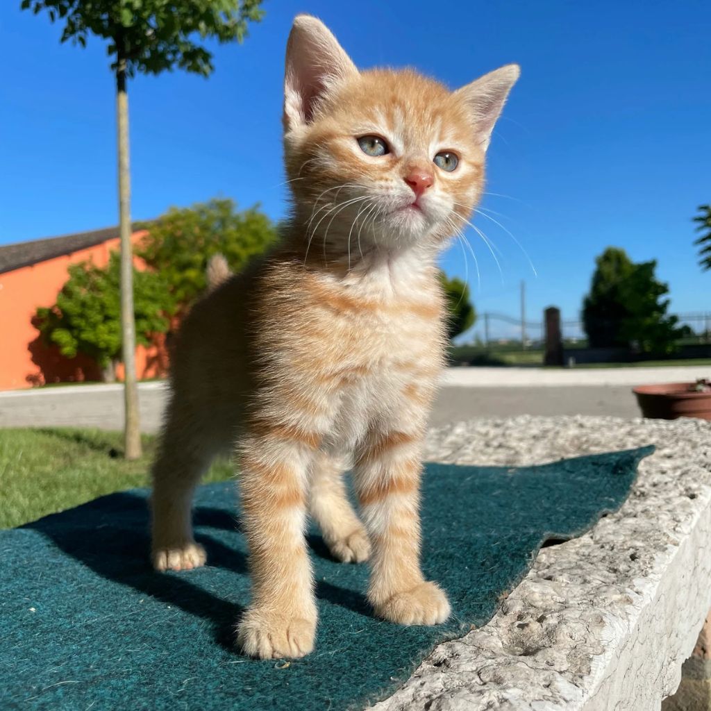 Kinu | Abyssinian | Cats