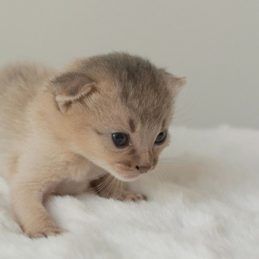 Kinu | Abyssinian | Cats