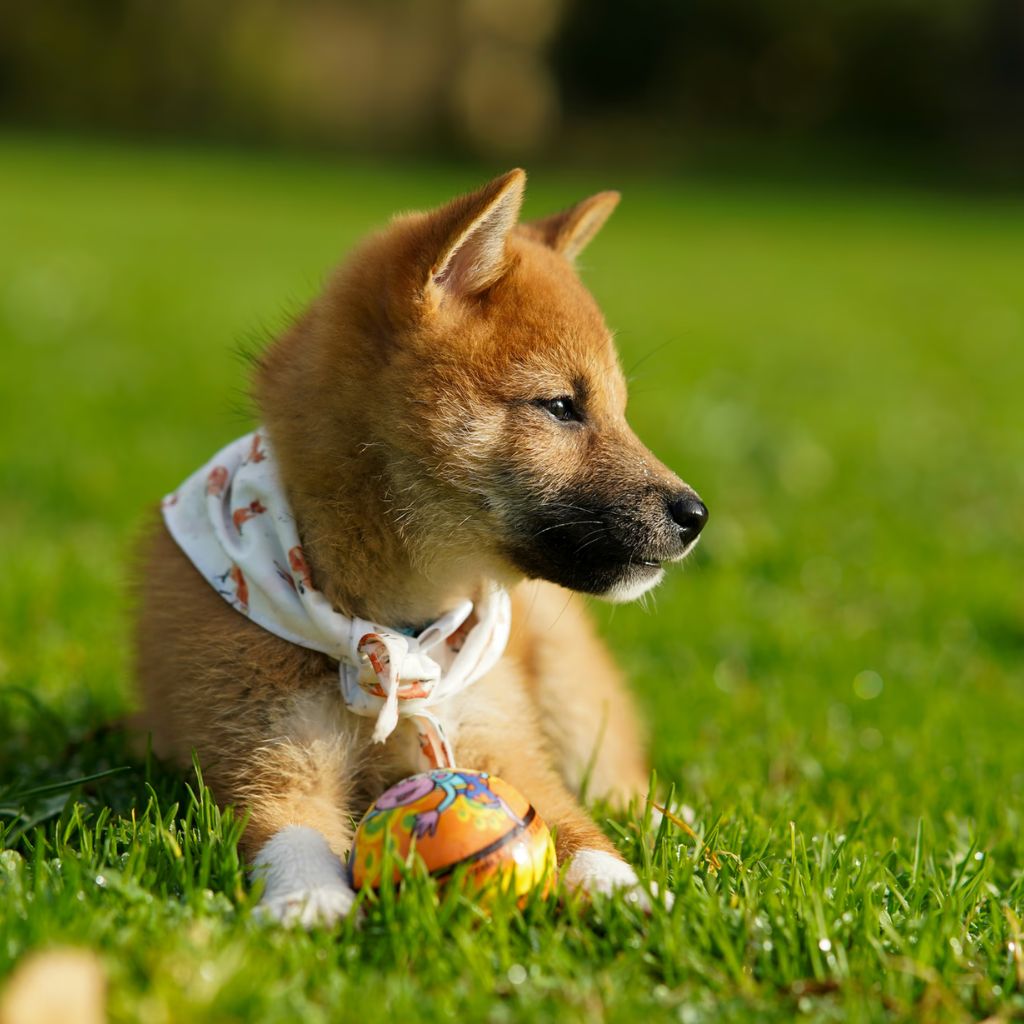 Micku | Akita | Dogs | Sold