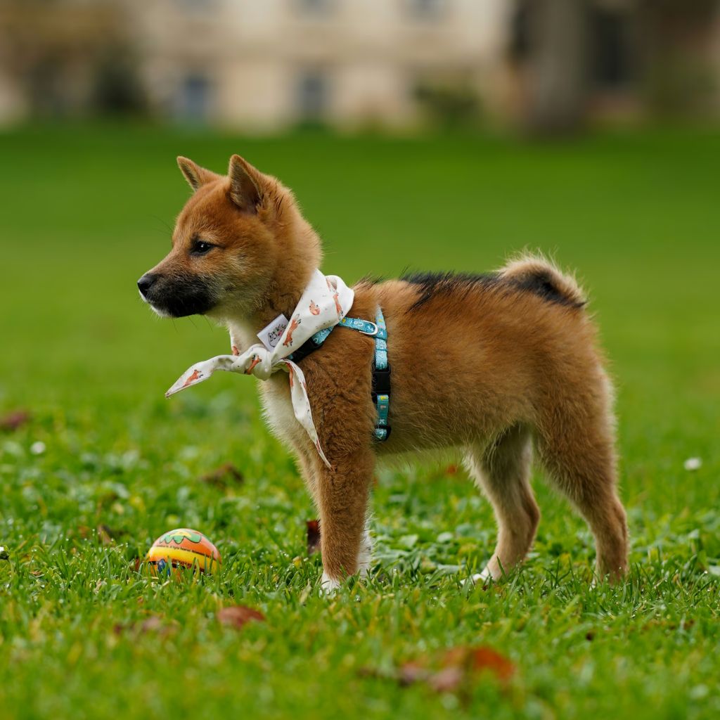 Micku | Akita | Dogs | Sold