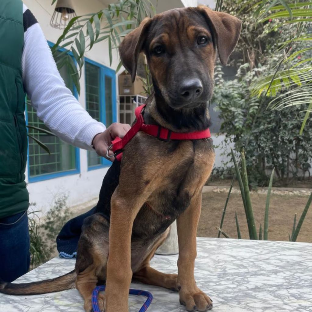 Milli | Indie Mix | Dog