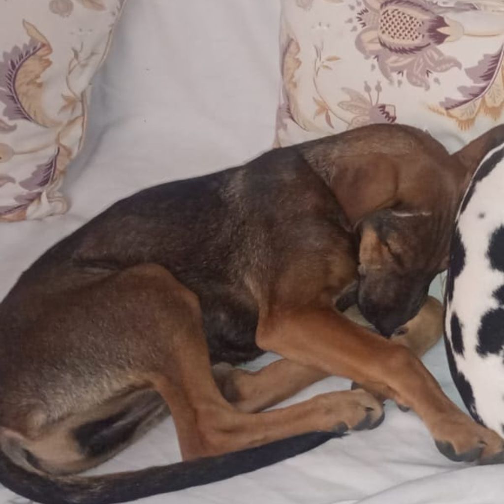 Milli | Indie Mix | Dog