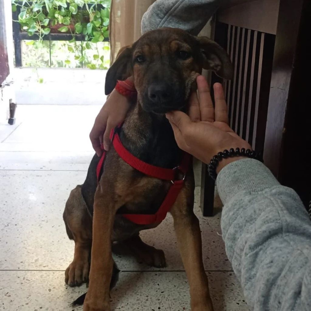 Milli | Indie Mix | Dog - Image 3