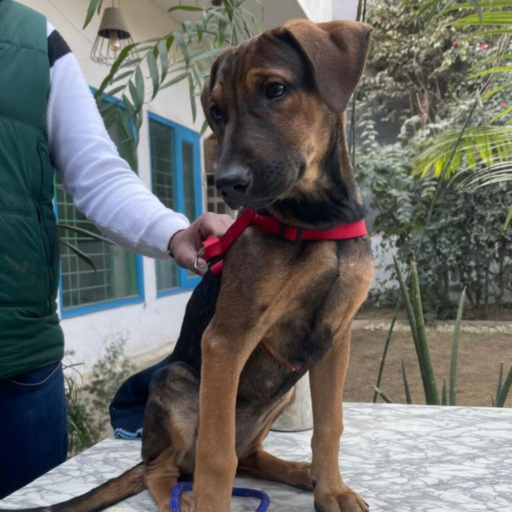 Milli | Indie Mix | Dog - Image 4