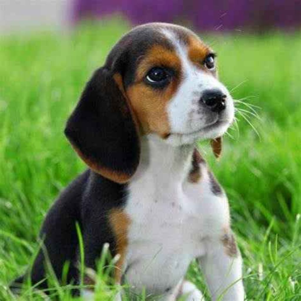 Oscar  | Beagle | Dogs | Sold Out