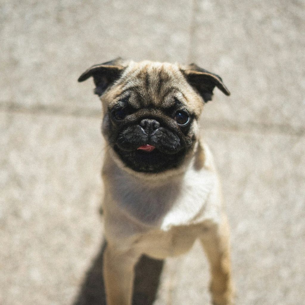 Rio | Pug | Dogs