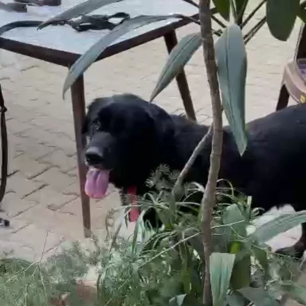 Rocky | Himalayan Gaddi | Dog