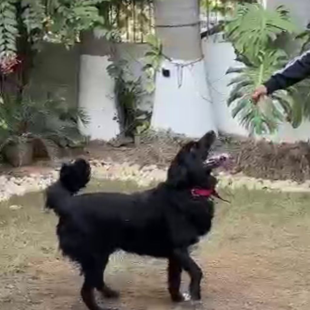 Rocky | Himalayan Gaddi | Dog