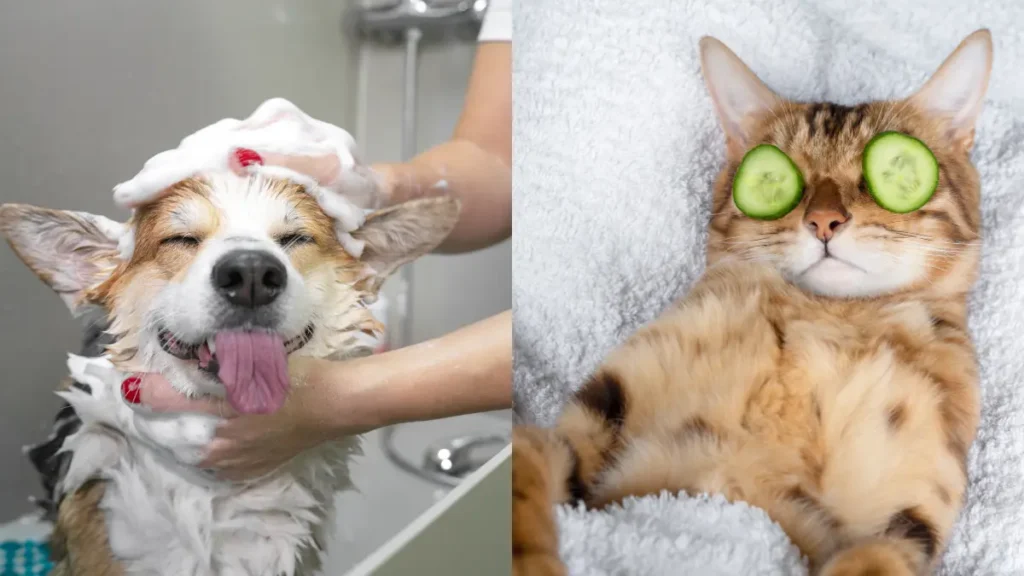 Home Pet Grooming in Gurgaon by Furrvy – What to Expect