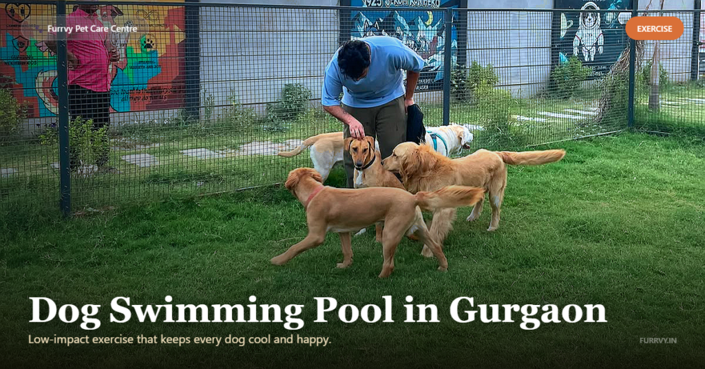 dog swimming pool gurgaon