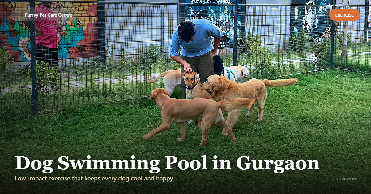 dog swimming pool gurgaon