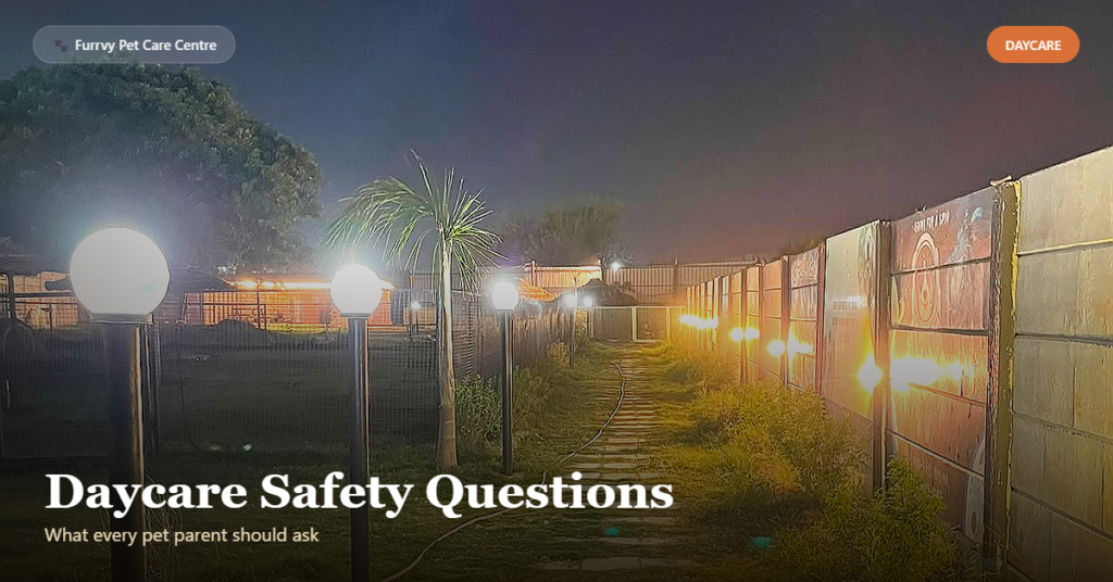dog daycare safety dog daycare safety