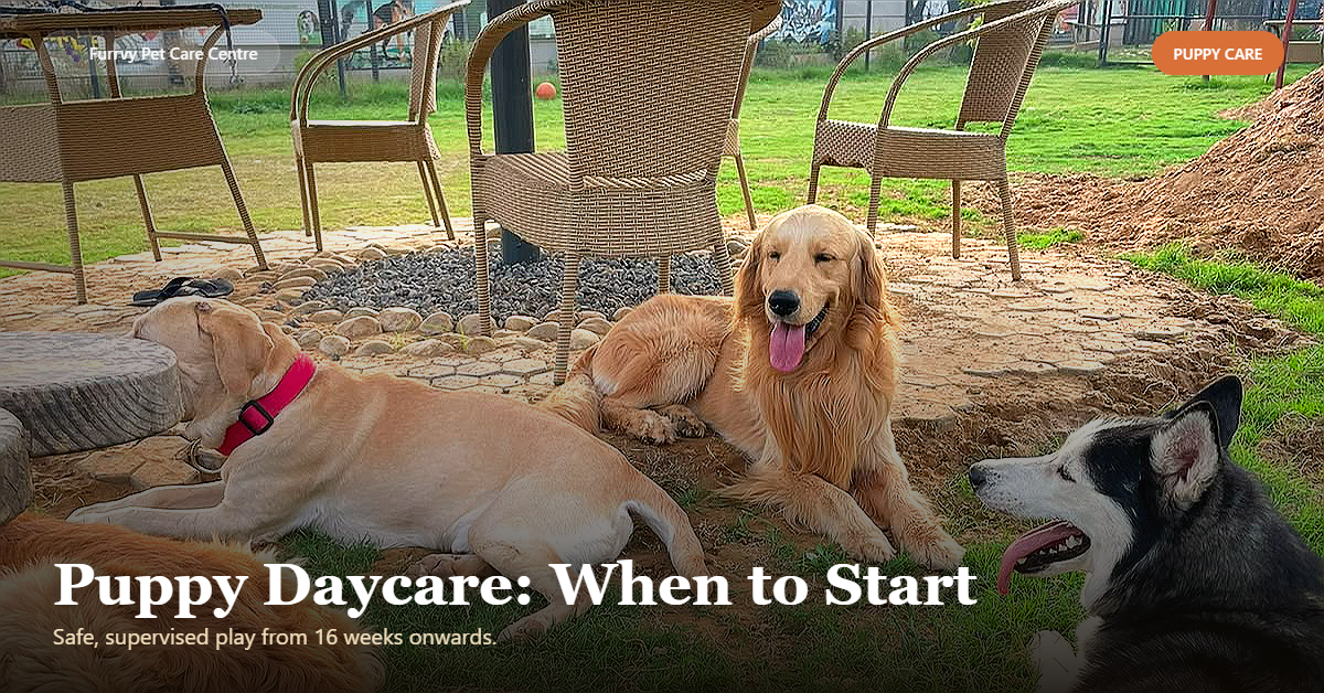 puppy daycare gurgaon