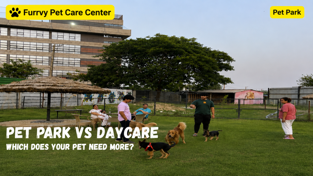 dog park vs daycare