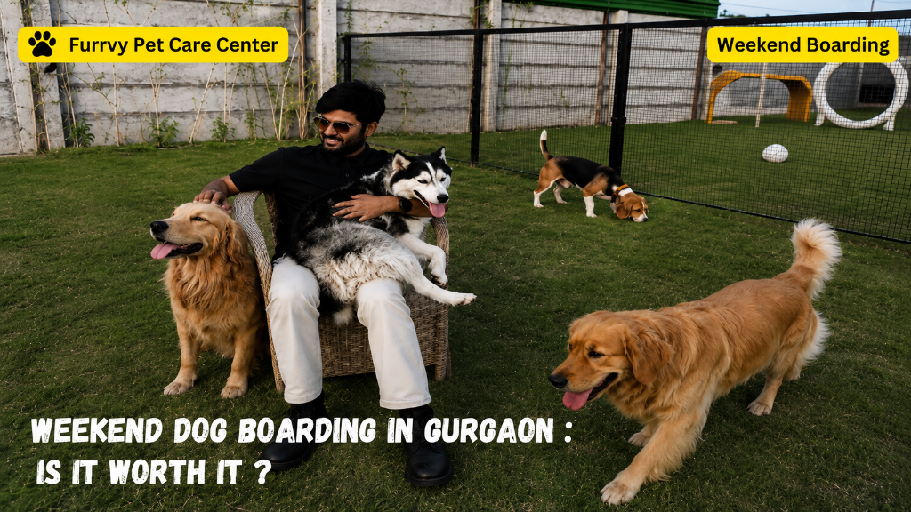 weekend dog boarding gurgaon