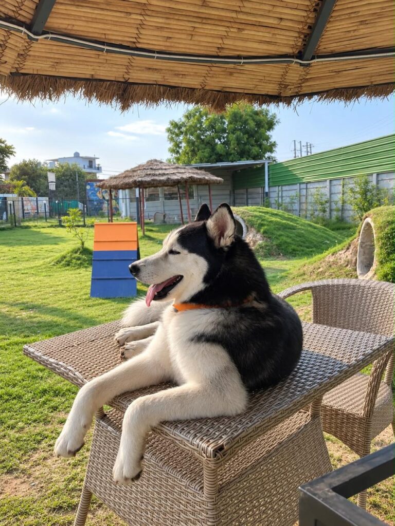 furrvy