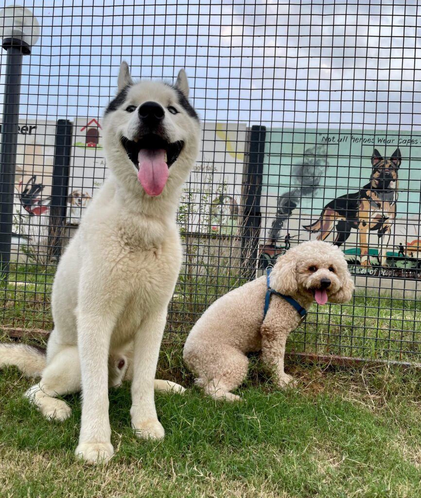 dog boarding gurgaon