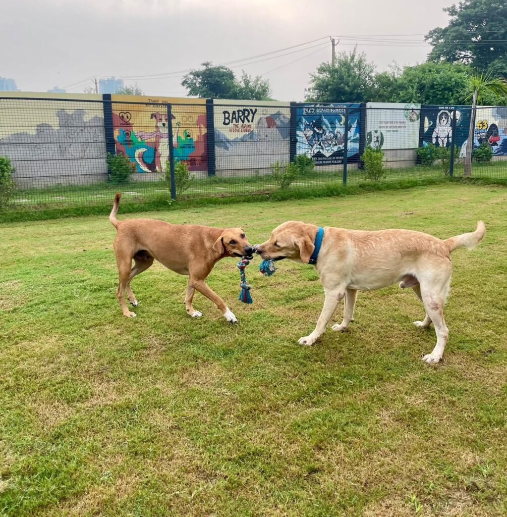 dog boarding gurgaon