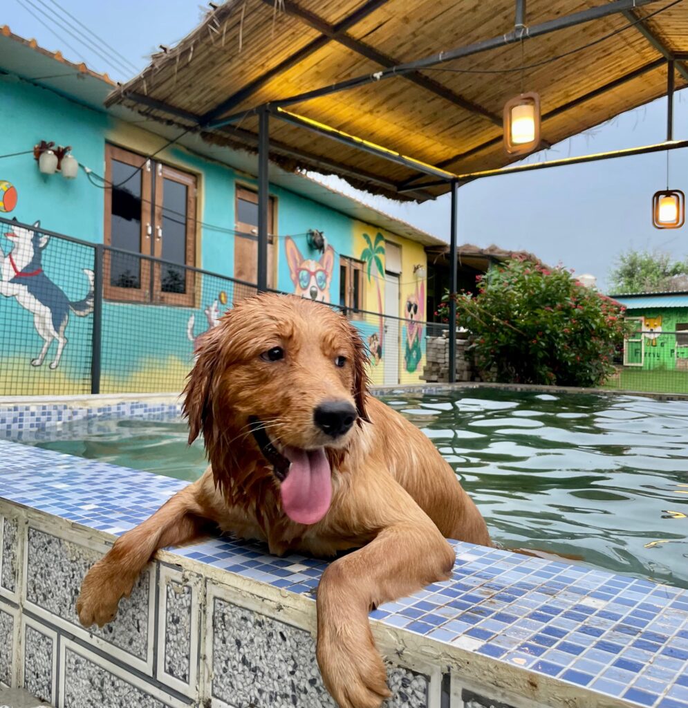 dog boarding gurgaon